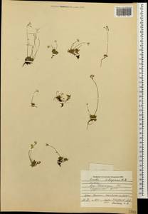 Draba siliquosa M. Bieb., Caucasus, South Ossetia (K4b) (South Ossetia)