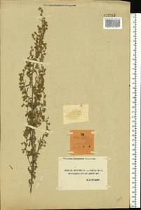 Artemisia absinthium L., Eastern Europe, Central forest-and-steppe region (E6) (Russia)