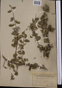 Cotoneaster nummularius Fisch. & C. A. Mey., Middle Asia, Northern & Central Tian Shan (M4) (Kazakhstan)