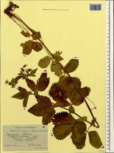 Potentilla elatior Willd. ex Schltdl., Caucasus, Stavropol Krai, Karachay-Cherkessia & Kabardino-Balkaria (K1b) (Russia)