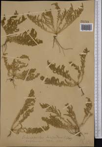 Spirobassia hirsuta (L.) Freitag & G. Kadereit, Middle Asia, Muyunkumy, Balkhash & Betpak-Dala (M9) (Kazakhstan)