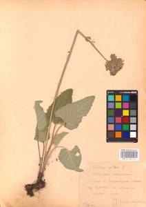 MHA 0 156 234, Salvia nutans L., Eastern Europe, Central forest-and-steppe region (E6) (Russia)