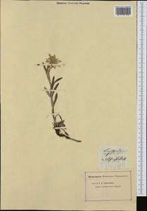 Leontopodium nivale subsp. alpinum (Cass.) Greuter, Western Europe (EUR) (Switzerland)