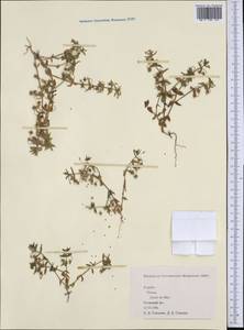 Lysimachia arvensis subsp. arvensis, Western Europe (EUR) (Spain)