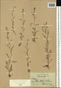 Cardamine parviflora L., Eastern Europe, Central region (E4) (Russia)