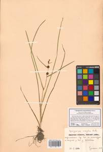 Sparganium angustifolium Michx., Siberia, Russian Far East (S6) (Russia)