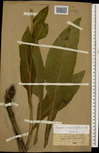 Senecio macrophyllus M. Bieb., Caucasus, Stavropol Krai, Karachay-Cherkessia & Kabardino-Balkaria (K1b) (Russia)
