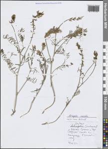 Astragalus versicolor Pall., Siberia, Baikal & Transbaikal region (S4) (Russia)