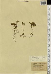 Thymus mongolicus (Ronniger) Ronniger, Siberia, Altai & Sayany Mountains (S2) (Russia)