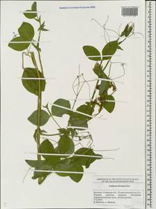 Lathyrus rotundifolius Willd., Eastern Europe, Middle Volga region (E8) (Russia)