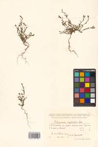 Polygonum aviculare subsp. neglectum (Besser) Arcang., Siberia, Russian Far East (S6) (Russia)