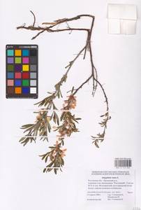 Prunus tenella Batsch, Eastern Europe, Rostov Oblast (E12a) (Russia)