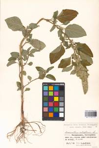 Amaranthus retroflexus L., Eastern Europe, Moscow region (E4a) (Russia)