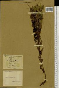 Cuscuta europaea L., Siberia, Altai & Sayany Mountains (S2) (Russia)