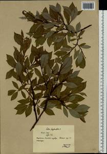 Salix phylicifolia L., Eastern Europe, Northern region (E1) (Russia)