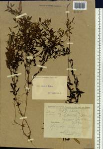 Lathyrus pratensis L., Siberia, Altai & Sayany Mountains (S2) (Russia)