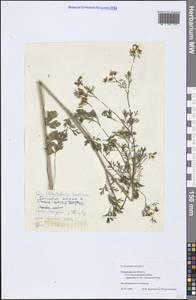 Coriandrum sativum L., Eastern Europe, Central region (E4) (Russia)