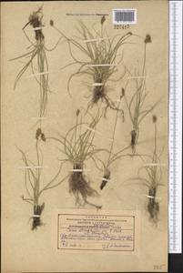 Carex stenophylla subsp. stenophylloides (V.I.Krecz.) T.V.Egorova, Middle Asia, Western Tian Shan & Karatau (M3) (Kazakhstan)