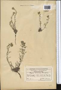 Lappula microcarpa (Ledeb.) Gürke, Middle Asia, Western Tian Shan & Karatau (M3) (Kazakhstan)