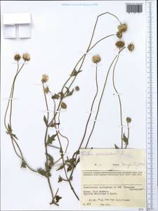 Tridax procumbens L., Africa (AFR) (Kenya)