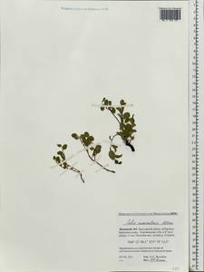 Salix nummularia Andersson, Eastern Europe, Northern region (E1) (Russia)