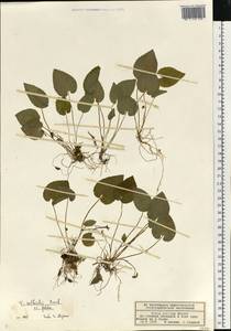 Viola selkirkii Pursh ex Goldie, Eastern Europe, Volga-Kama region (E7) (Russia)
