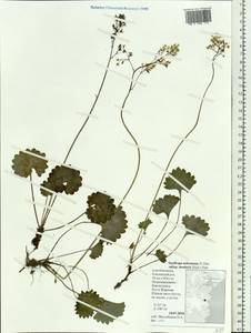 Micranthes nelsoniana var. insularis (Hultén) Gornall & H. Ohba, Siberia, Chukotka & Kamchatka (S7) (Russia)