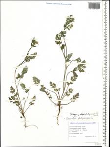 Orlaya daucoides (L.) Greuter, Caucasus, Black Sea Shore (from Novorossiysk to Adler) (K3) (Russia)