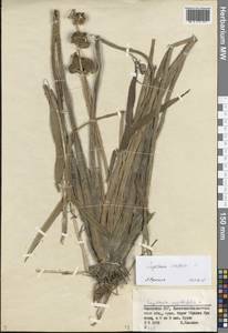 Sagittaria trifolia L., Middle Asia, Muyunkumy, Balkhash & Betpak-Dala (M9) (Kazakhstan)