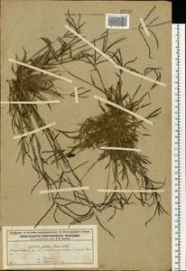 Digitaria ischaemum (Schreb.) Muhl., Eastern Europe, Volga-Kama region (E7) (Russia)