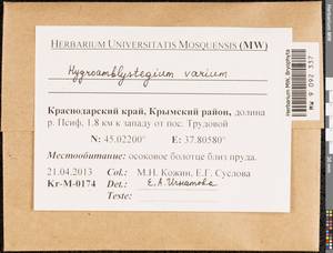 Hygroamblystegium varium (Hedw.) Mönk., Bryophytes, Bryophytes - North Caucasus & Ciscaucasia (B12) (Russia)