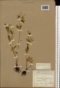 Ranunculus auricomus L., Eastern Europe, North Ukrainian region (E11) (Ukraine)