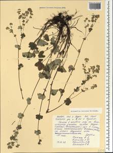 Alchemilla sericata Rchb., Caucasus, North Ossetia, Ingushetia & Chechnya (K1c) (Russia)