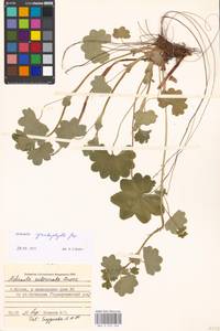 Alchemilla cymatophylla Juz., Eastern Europe, Moscow region (E4a) (Russia)