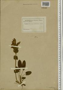 Dracocephalum grandiflorum L., Siberia, Altai & Sayany Mountains (S2) (Russia)