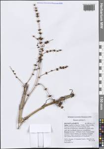Rumex pulcher L., Western Europe (EUR) (Spain)