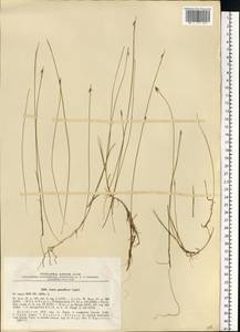 Carex pauciflora Lightf., Eastern Europe, Estonia (E2c) (Estonia)