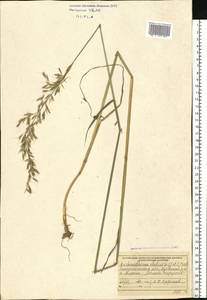 Arrhenatherum elatius (L.) P.Beauv. ex J.Presl & C.Presl, Eastern Europe, West Ukrainian region (E13) (Ukraine)
