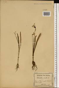 Galanthus nivalis L., Eastern Europe, North Ukrainian region (E11) (Ukraine)