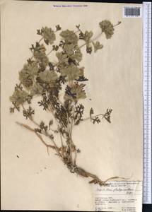 Lagochilus platyacanthus Rupr., Middle Asia, Pamir & Pamiro-Alai (M2) (Kyrgyzstan)