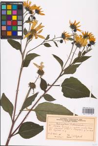 Helianthus tuberosus L., Eastern Europe, Moscow region (E4a) (Russia)