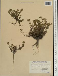 Euphorbia petrophila C.A.Mey., Crimea (KRYM) (Russia)