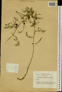 Asparagus brachyphyllus Turcz., Siberia, Altai & Sayany Mountains (S2) (Russia)