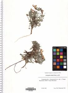 Astragalus helmii Fisch. ex DC., Eastern Europe, Middle Volga region (E8) (Russia)