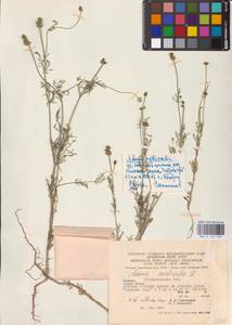 Adonis aestivalis L., Eastern Europe, West Ukrainian region (E13) (Ukraine)
