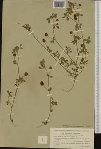 Trifolium campestre Schreb., Western Europe (EUR) (Czech Republic)