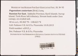 Pogonatum contortum (Menzies ex Brid.) Lesq., Bryophytes, Bryophytes - Russian Far East (excl. Chukotka & Kamchatka) (B20) (Russia)