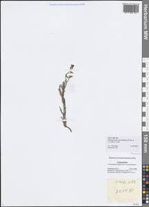 Pseudoheterocaryum szovitsianum (Fisch. & C. A. Mey.) Kaz. Osaloo & Saadati, Middle Asia, Karakum (M6) (Turkmenistan)