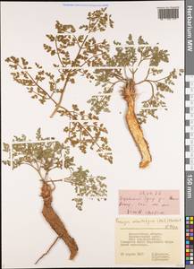 Prangos odontalgica (Pall.) Herrnst. & Heyn, Eastern Europe, Lower Volga region (E9) (Russia)
