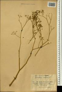 Coriandrum sativum L., South Asia, South Asia (Asia outside ex-Soviet states and Mongolia) (ASIA) (China)